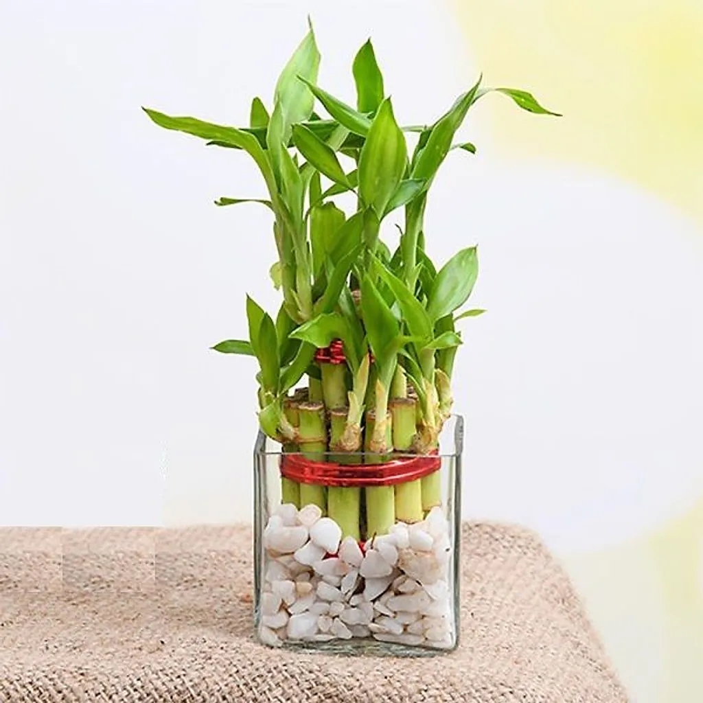 2 Layer Lucky Bamboo Plant