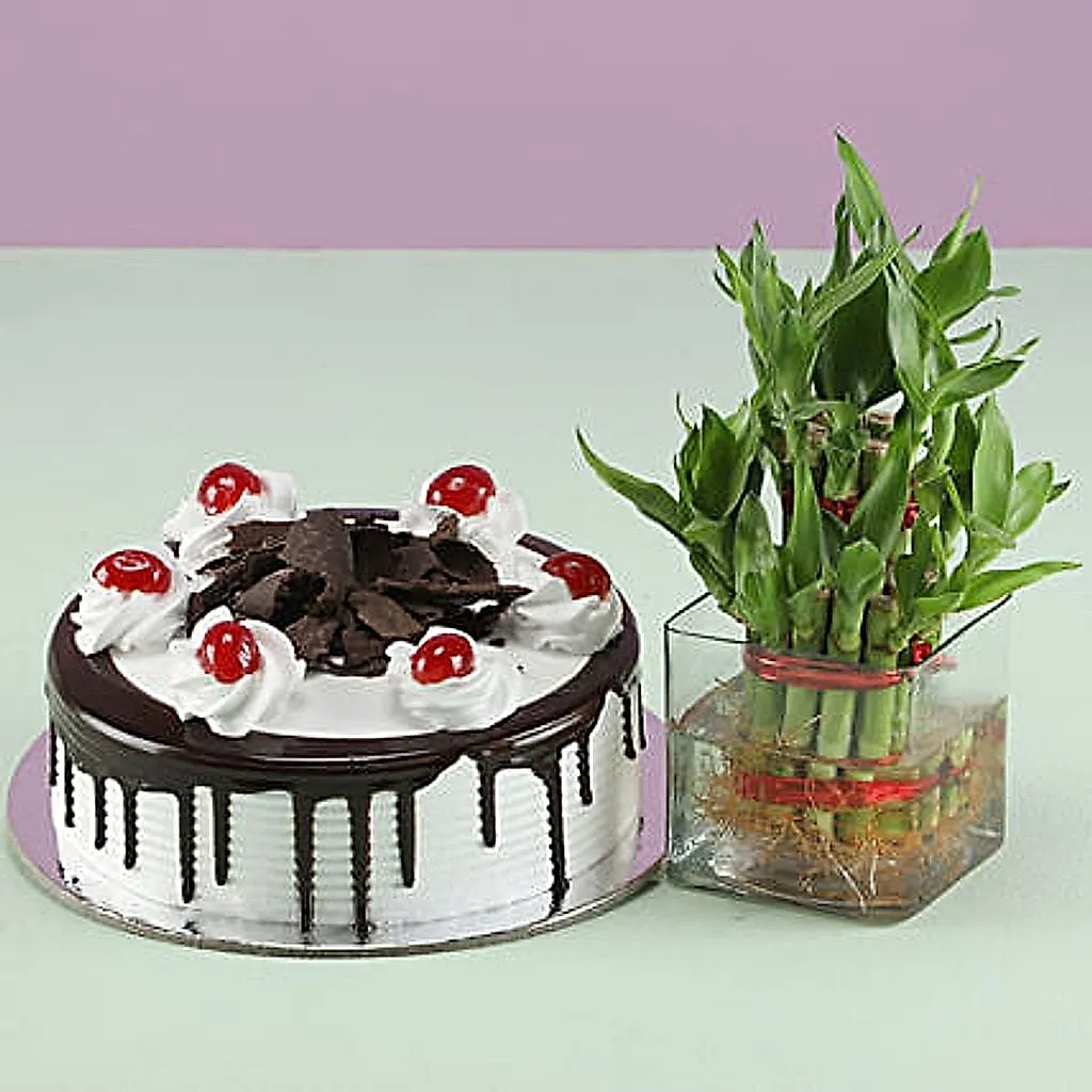 Blackforest Cake N Lucky Bamboo