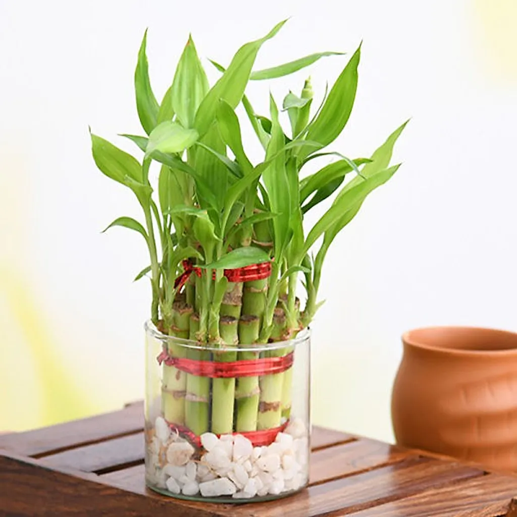 Good Luck 2 Layer Lucky Bamboo