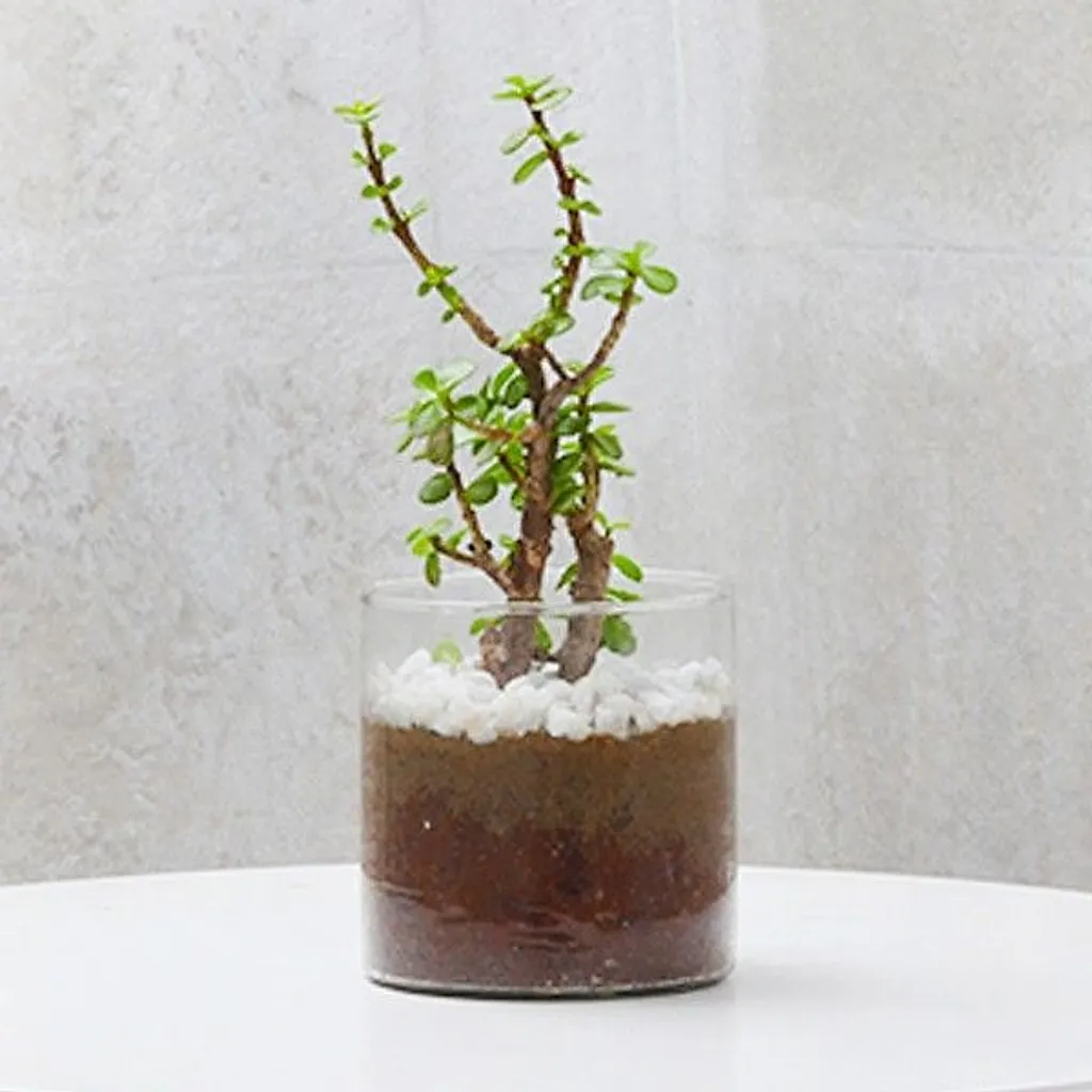 Jade Plant