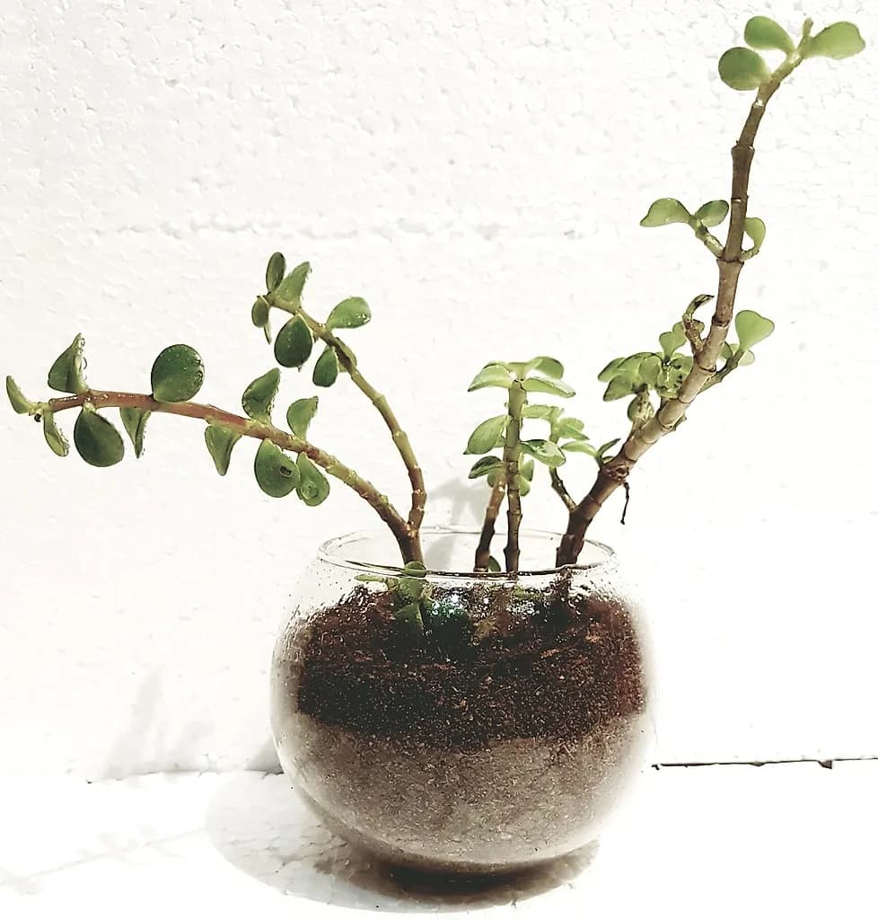 Lovely Jade Plant