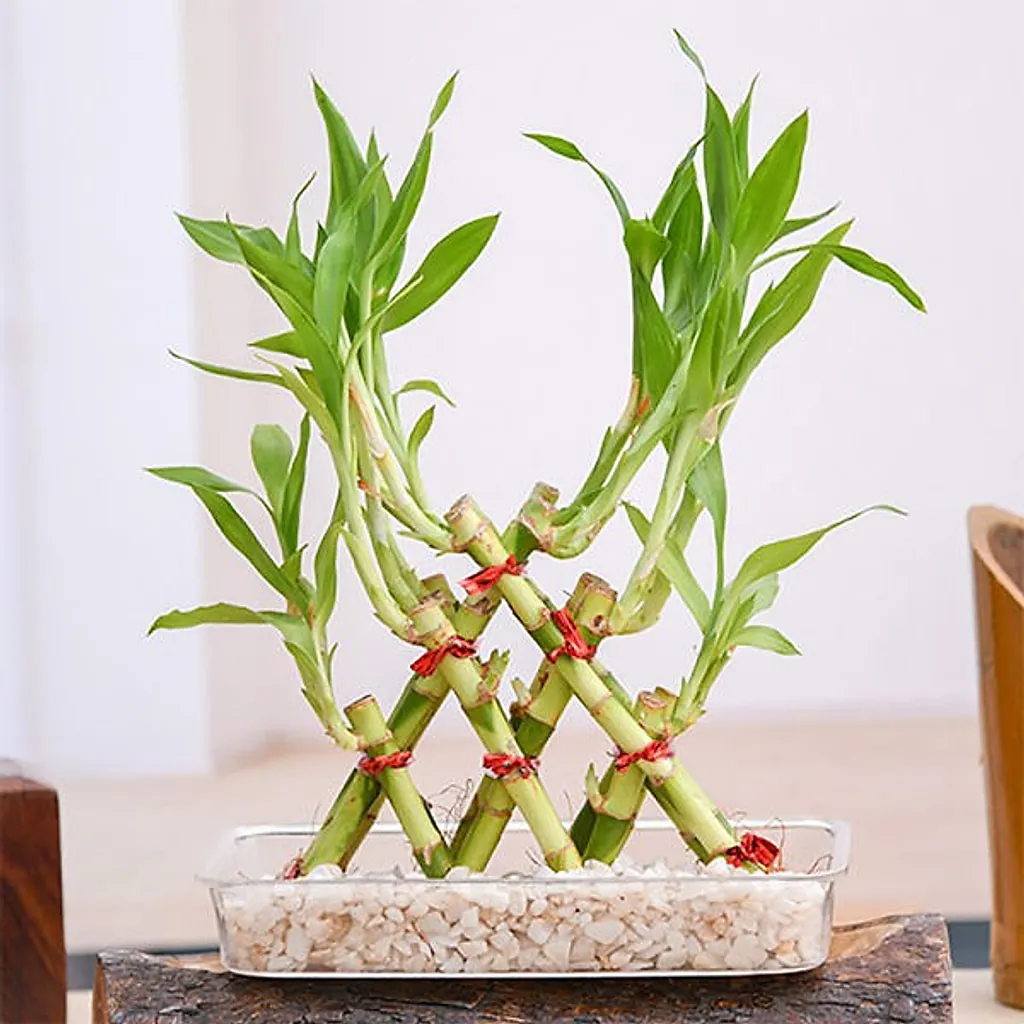 Pyramid Lucky Bamboo